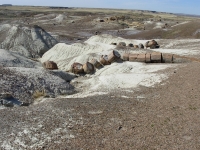 Petrified Forest